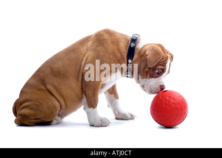 Renaissance Bulldog cane isolato su uno sfondo bianco a giocare con una palla rossa Foto Stock