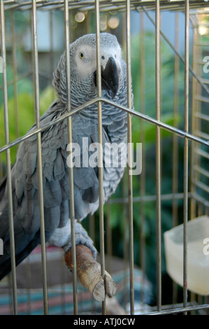 "Psittacus erithacus' pappagallo grigio africano seduto in una gabbia Foto Stock