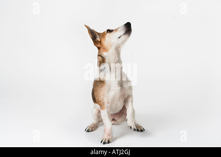 cane che osserva in su Foto Stock