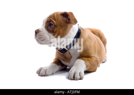 Renaissance Bulldog cane isolato su uno sfondo bianco guardando lateralmente Foto Stock