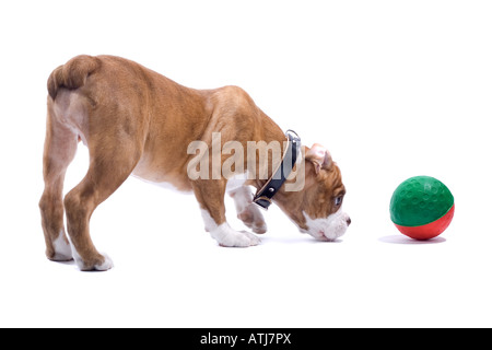 Renaissance Bulldog cane isolato su uno sfondo bianco Foto Stock
