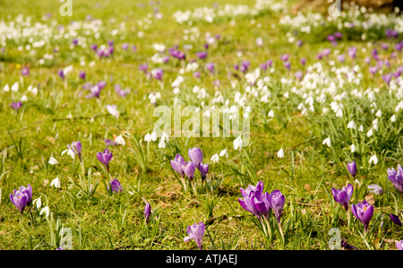 Una massa di primavera Crocus e comune snowdrop Galanthus nivalis fiori che crescono in erba nel sun Foto Stock