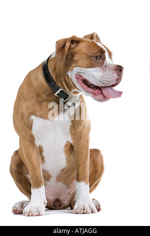 Renaissance Bulldog cane isolato su uno sfondo bianco che guarda a sinistra Foto Stock