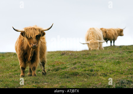 Highland bovini mucca Scozia Scotland Foto Stock