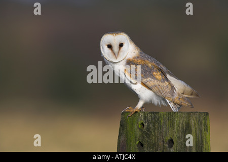 Barbagianni Tyto alba adulto seduto sul post con uno sfondo morbido guardando la fotocamera in Norfolk, Inghilterra in febbraio. Foto Stock