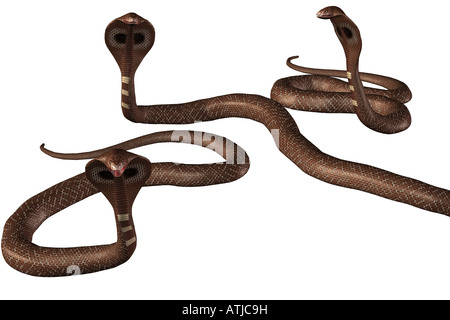 Gruppo di tre marrone serpenti Cobra su sfondo bianco. Foto Stock