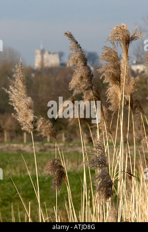 Lewes Castle, east sussex, con pampa erba Foto Stock