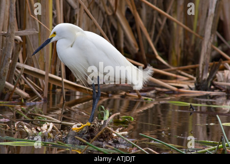 Everglades uccelli Foto Stock