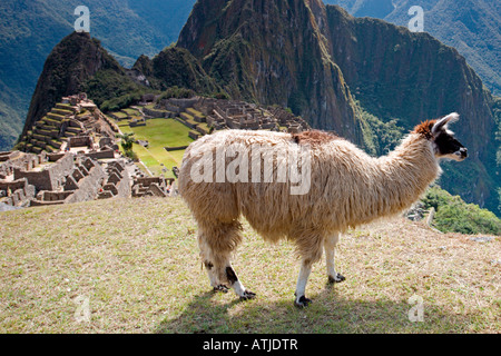 Inca Trail: Machu Picchu: Lama Foto Stock