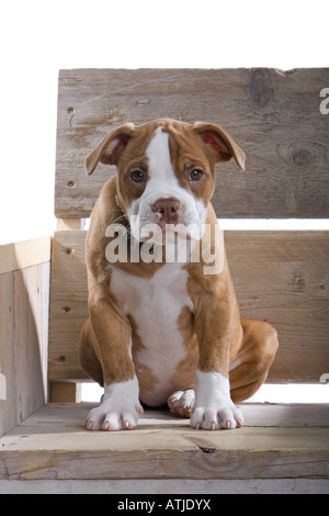Renaissance Bulldog cane isolato su uno sfondo bianco Foto Stock