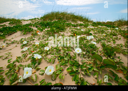 Mattina spiaggia glorie (Ipomoea stolonifera) crescono sulle dune di sabbia lungo South Padre Island Texas Foto Stock