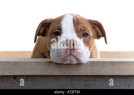 Renaissance Bulldog cane isolato su uno sfondo bianco ritratto Foto Stock