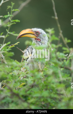 Giallo-fatturati hornbill nel bush africano Foto Stock