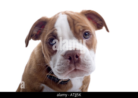 Renaissance Bulldog cane isolato su uno sfondo bianco cercando intoo la fotocamera Foto Stock