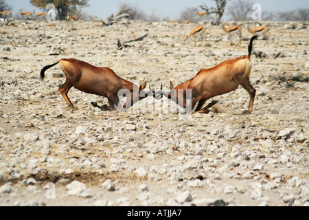 Africa Namibia Etosha Red Hartebeest solchi ( Alcelaphus buselaphus ) Foto Stock