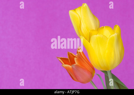 Il rosso e il giallo i tulipani Foto Stock