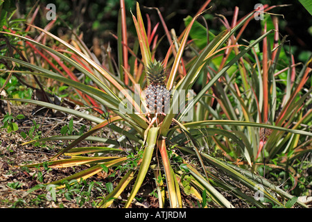 Ananas Foto Stock