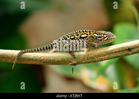 Tappeto Chameleon / Jewelled Chameleon Foto Stock