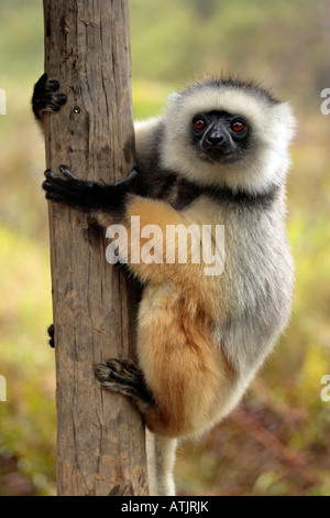 Silky Sifaka Foto Stock