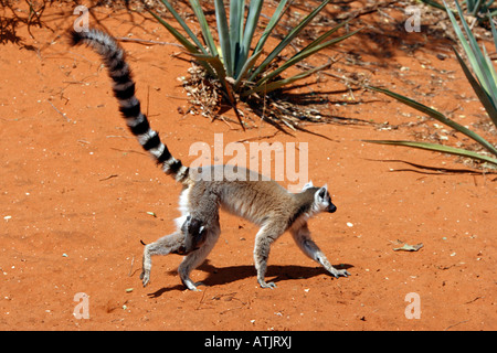 Anello-tailed Lemur Foto Stock