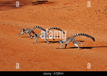 Anello-tailed Lemur Foto Stock