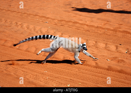 Anello-tailed Lemur Foto Stock