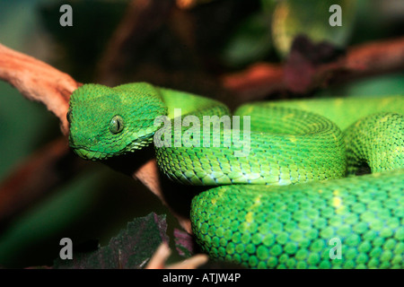 Western Bush Viper Foto Stock
