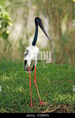Nero-Cicogna a collo alto Foto Stock