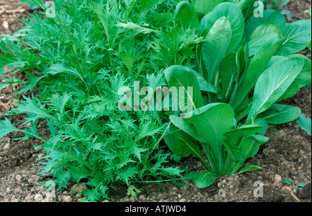 Insalata asiatica Foto Stock