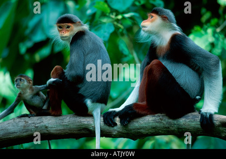 Rosso-shanked Douc Langur Foto Stock