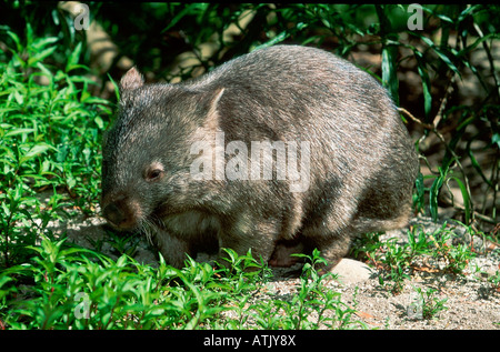 Wombat comune / Coarse-haired Wombat Foto Stock