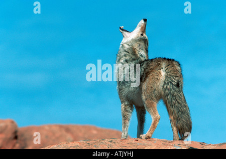 Coyote Foto Stock