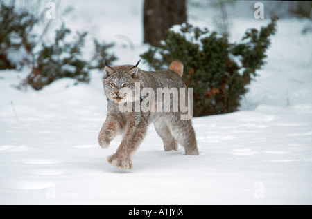 Canadian Lynx / Argento Lynx Foto Stock