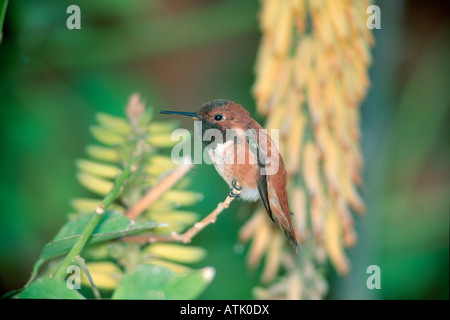 Rufous Hummingbird Foto Stock