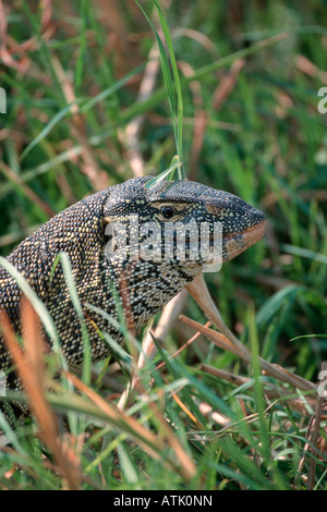 Varano del Nilo Foto Stock