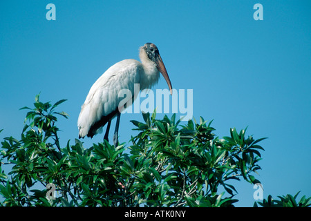 Woodstork / American Wood Ibis Foto Stock