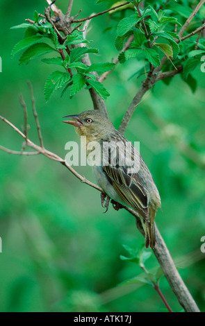 Tessitore di Speke Foto Stock