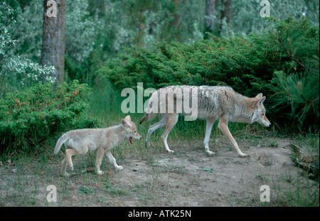 Coyote / Kojote Foto Stock