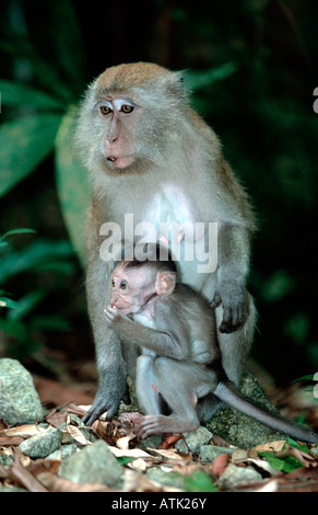 Lunga coda Macaque Foto Stock