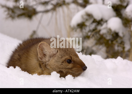 American Martora Martes americana in snow fotografato in USA Foto Stock