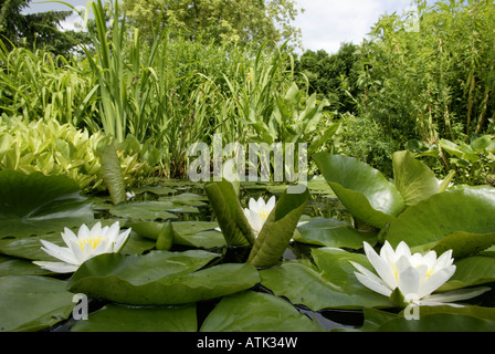 Stagno con ninfee Foto Stock