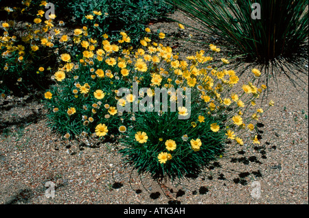 Angelita Daisy Foto Stock