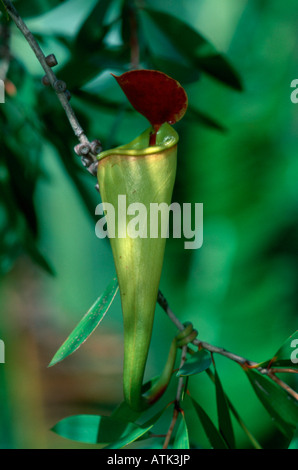 Pianta di brocca Foto Stock