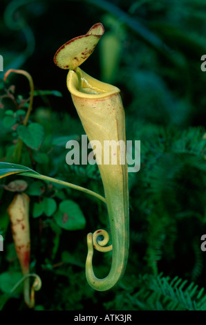 Pianta di brocca Foto Stock