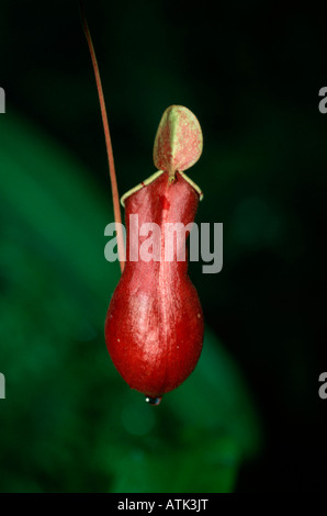 Pianta di brocca Foto Stock