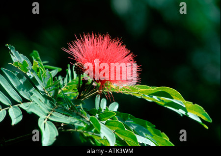 Powderpuff Foto Stock