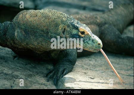 Drago di Komodo Foto Stock