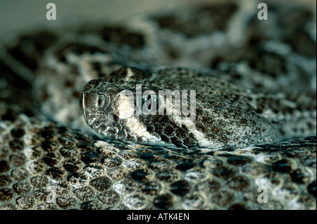 Western Rattlesnake / Prairie Rattlesnake Foto Stock