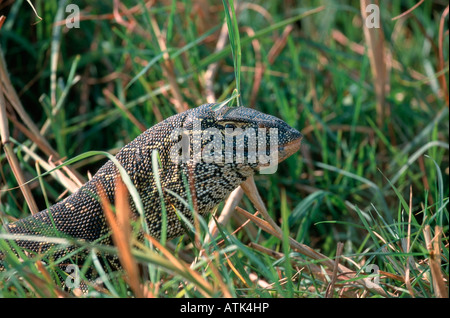 Varano del Nilo Foto Stock