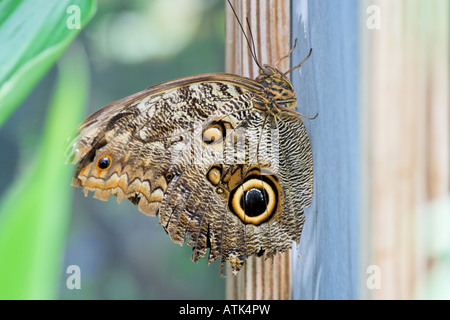 Gigante farfalla Civetta Foto Stock